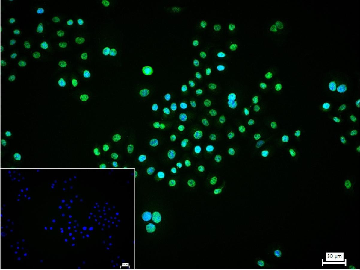 Anti-TSG101 Antibody (3B556)