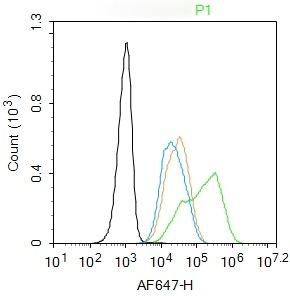 Anti-TERT Polyclonal Antibody