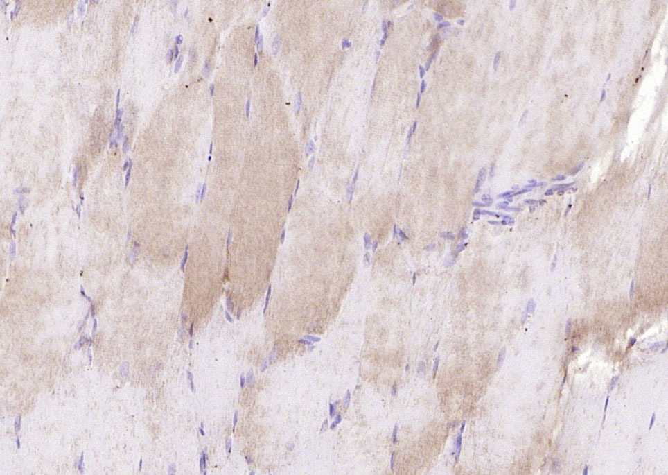 Anti-Tenomodulin Polyclonal Antibody