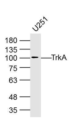 Anti-TrkA Polyclonal Antibody