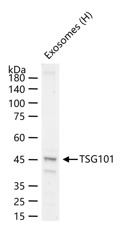 Anti-TSG101 Antibody (3B556)