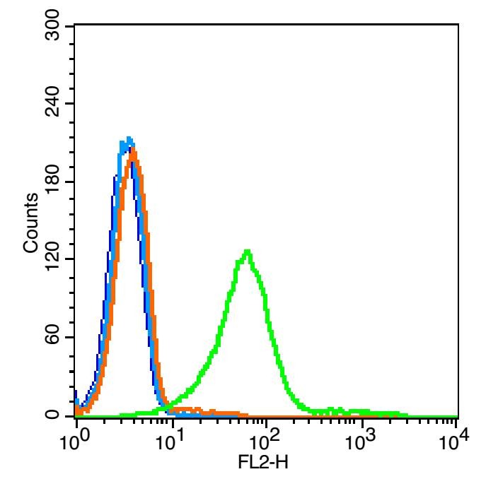 Anti-TNFR1/CD120a/TNFRSF1A Polyclonal Antibody