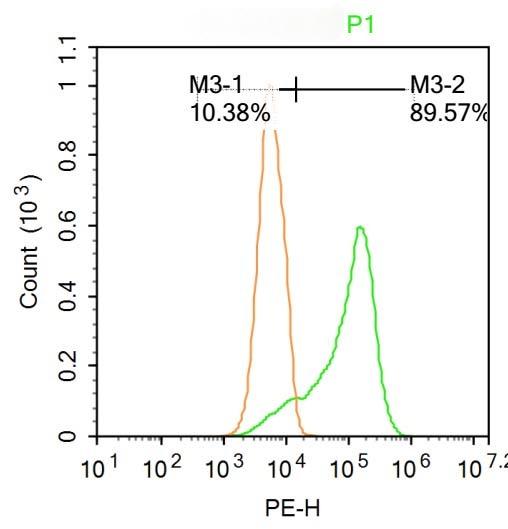Anti-TRPV4 Polyclonal Antibody