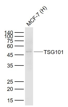 Anti-TSG101 Polyclonal Antibody