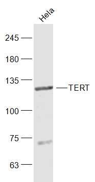 Anti-TERT Polyclonal Antibody