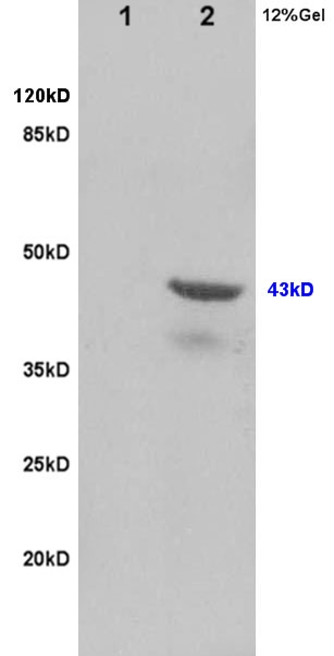 Anti-TSG101 Polyclonal Antibody