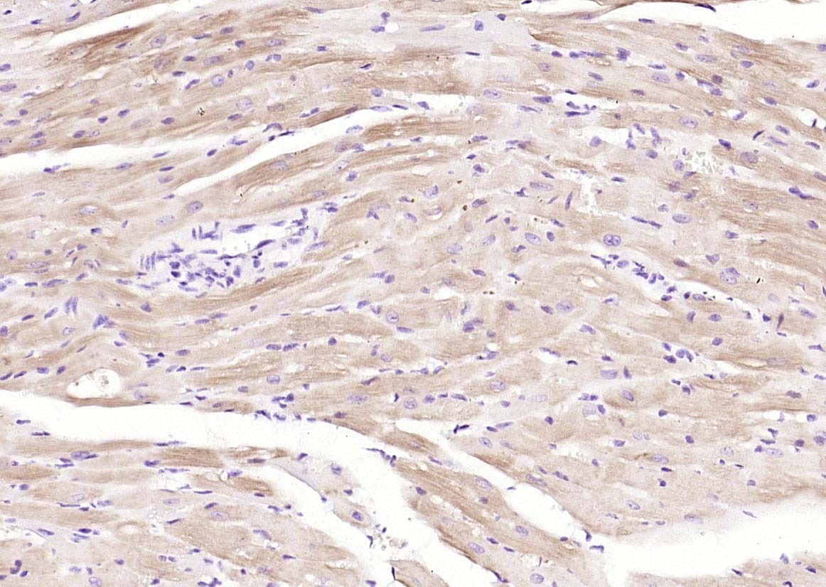 Anti-TnTc Polyclonal Antibody