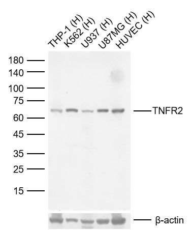 Anti-TNFR2/CD120b/TNFR1B Antibody (1J191)
