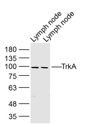 Anti-TrkA Polyclonal Antibody