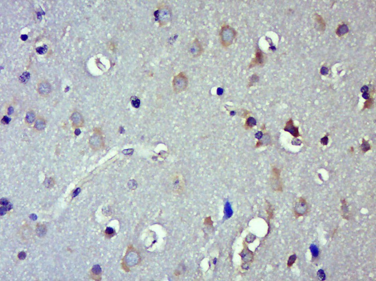 Anti-TrkB Polyclonal Antibody