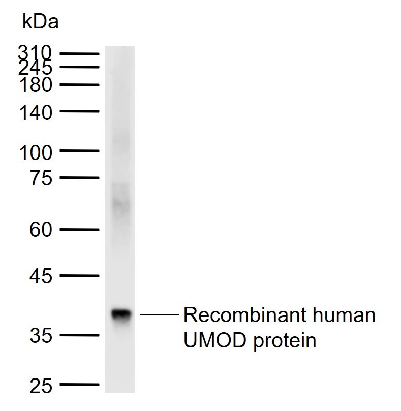 Anti-Uromodulin/Umod Polyclonal Antibody