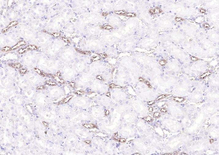 Anti-Uromodulin/Umod Polyclonal Antibody