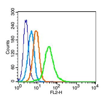 Anti-TRAF2 Polyclonal Antibody