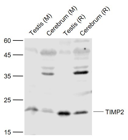 Anti-TIMP-2 Polyclonal Antibody