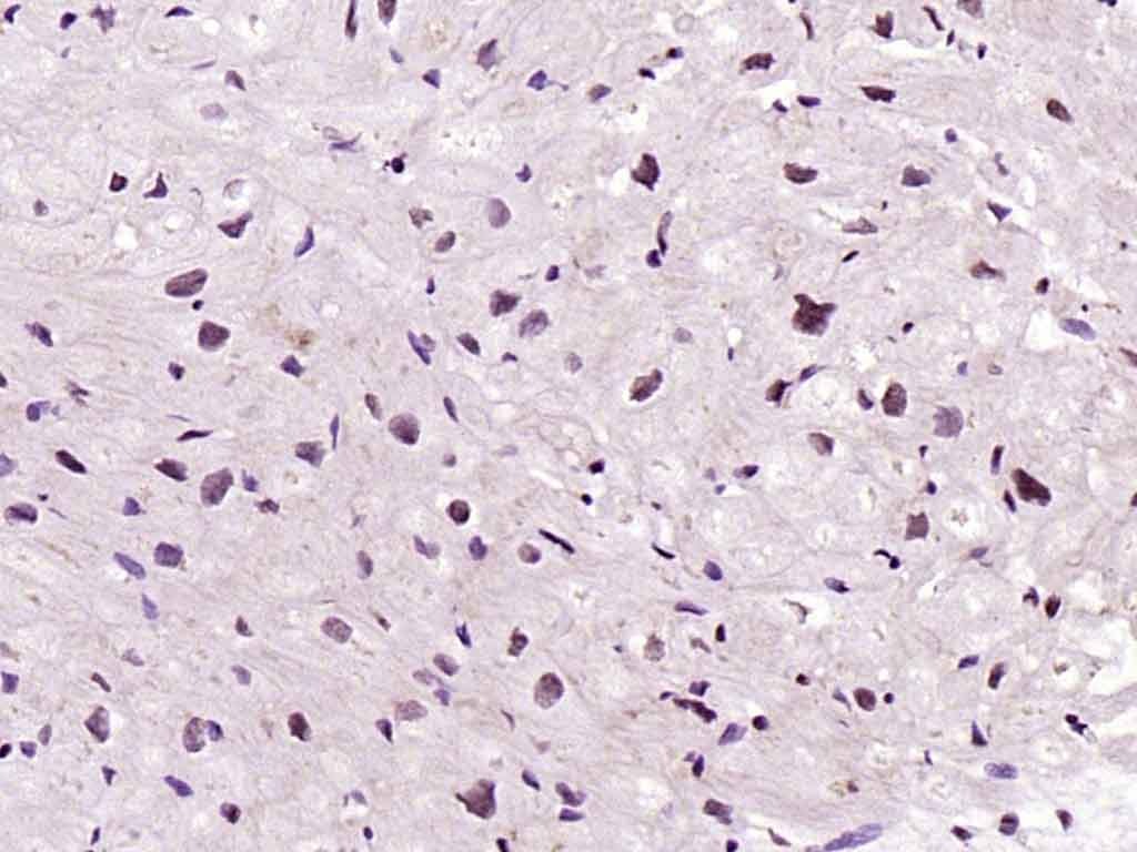 Anti-Titin Polyclonal Antibody