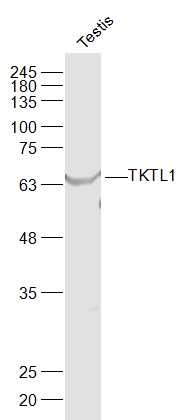Anti-TKTL1 Polyclonal Antibody