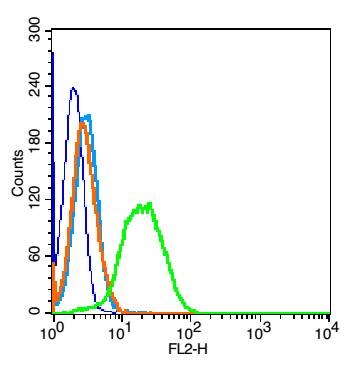 Anti-TRAF3 Polyclonal Antibody