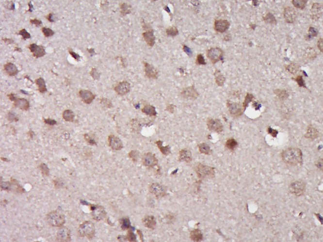 Anti-TRAF3 Polyclonal Antibody