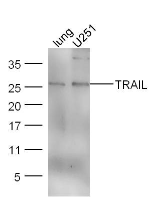 Anti-TRAIL/TNFSF10 Polyclonal Antibody