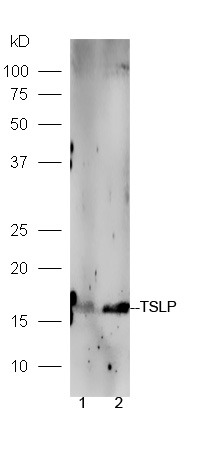 Anti-TSLP Polyclonal Antibody