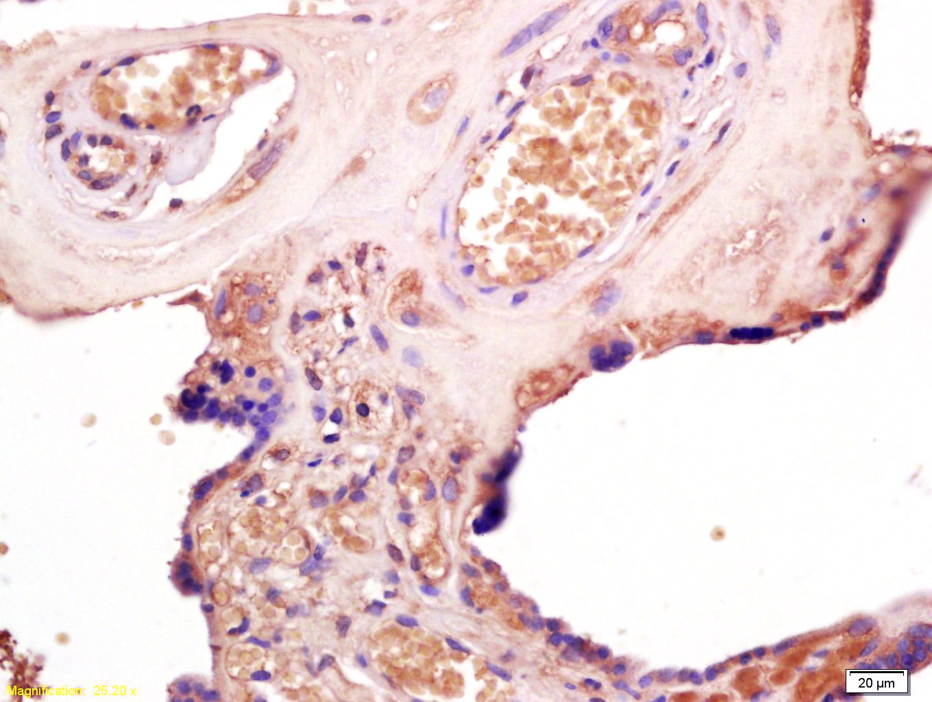 Anti-TLR3 Polyclonal Antibody