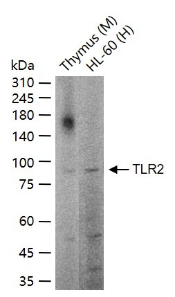 Anti-TLR2 Polyclonal Antibody