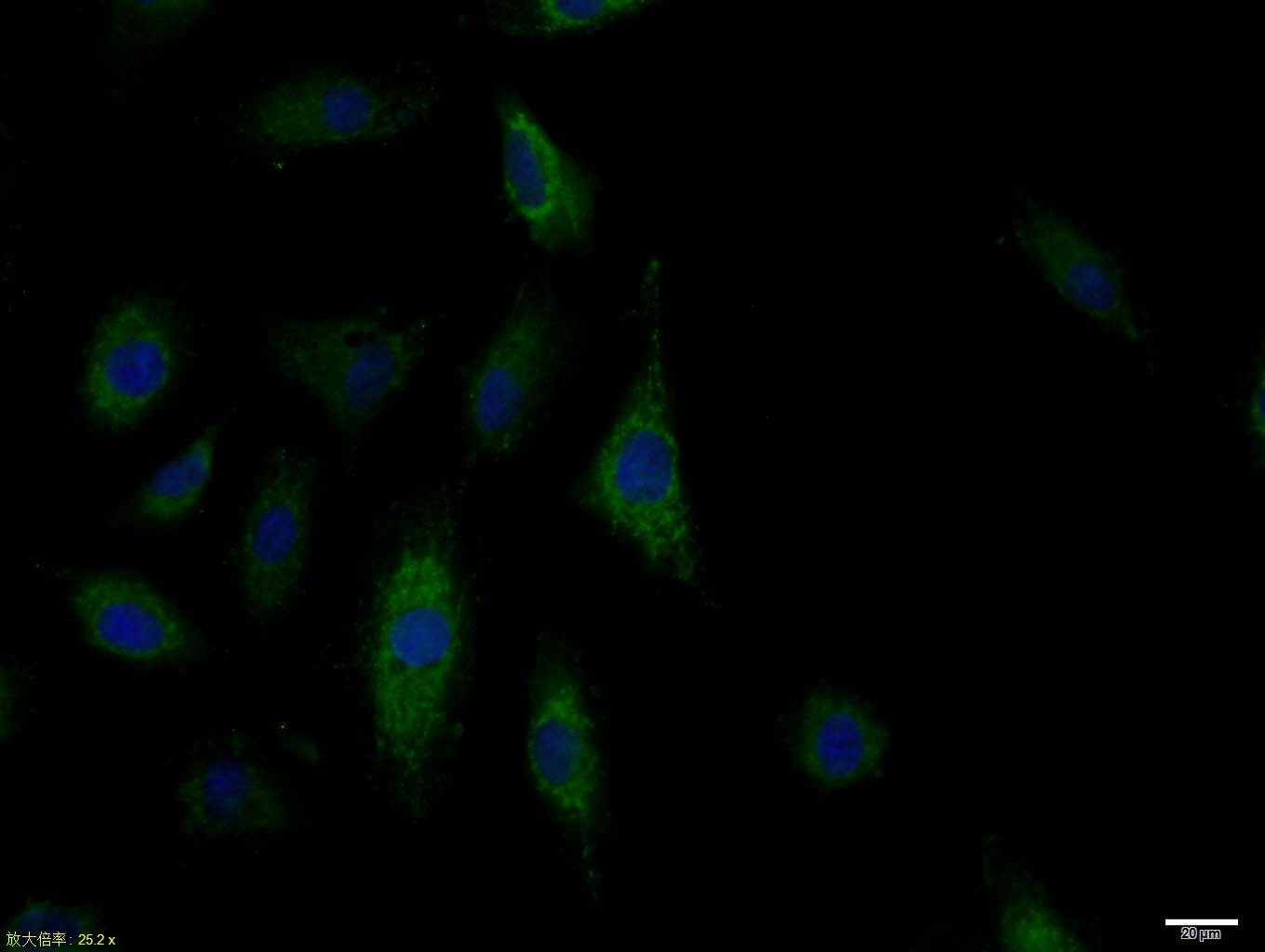 Anti-TLR9 Polyclonal Antibody 2