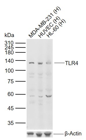 Anti-TLR4 Polyclonal Antibody