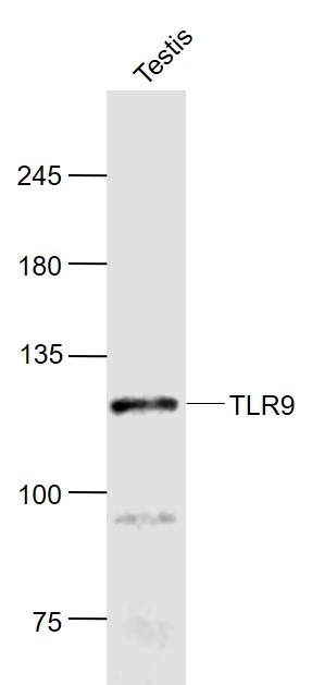 Anti-TLR9 Polyclonal Antibody