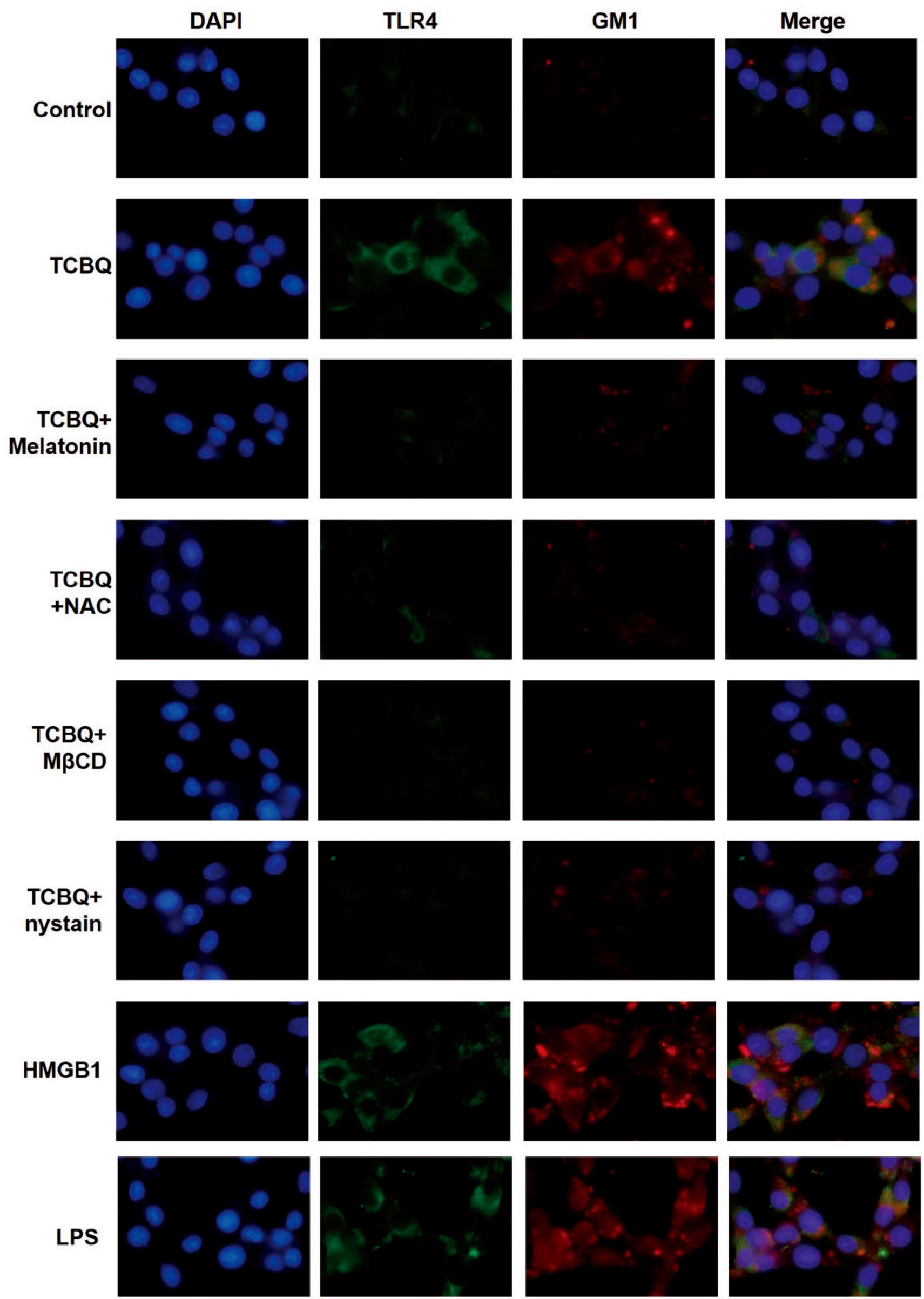 Anti-TLR4 Polyclonal Antibody 3