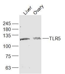 Anti-TLR5 Polyclonal Antibody