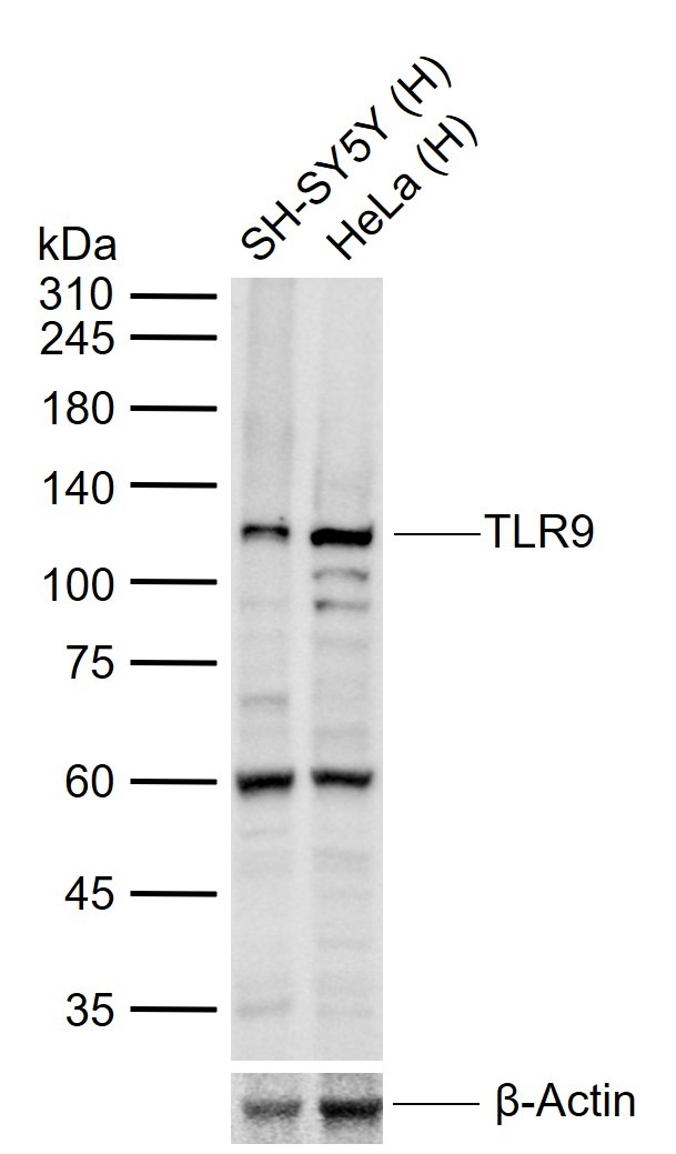 Anti-TLR9 Polyclonal Antibody