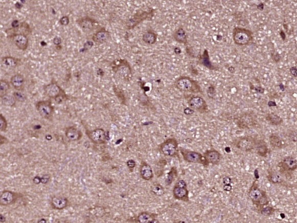 Anti-TLR8 Polyclonal Antibody