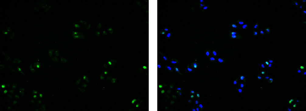 Anti-5-BrdU Antibody (4C731)