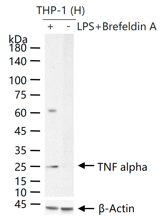 Anti-TNF alpha Antibody (4V549)