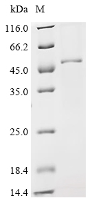 ADAR Protein, Mouse, Recombinant (His)