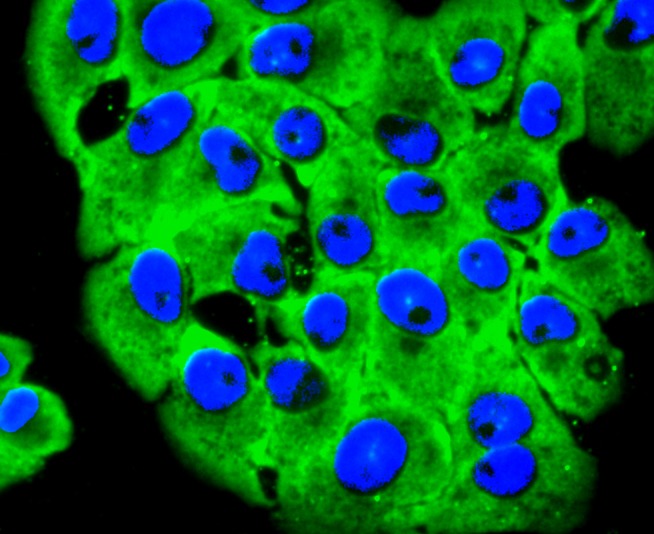 Anti-RPSA Antibody (6W769)
