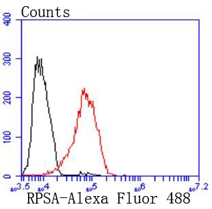 Anti-RPSA Antibody (6W769)