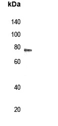 Anti-Phospho-ALOX5 (Ser272) Polyclonal Antibody