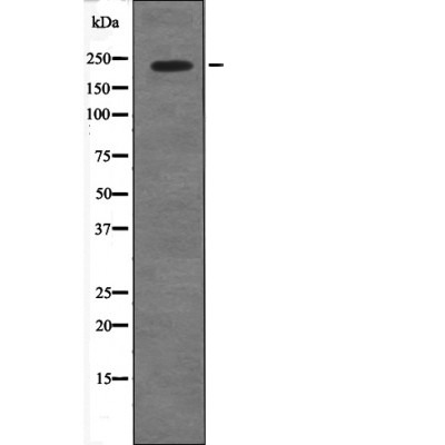 Anti-Phospho-53BP1 (Ser29) Polyclonal Antibody