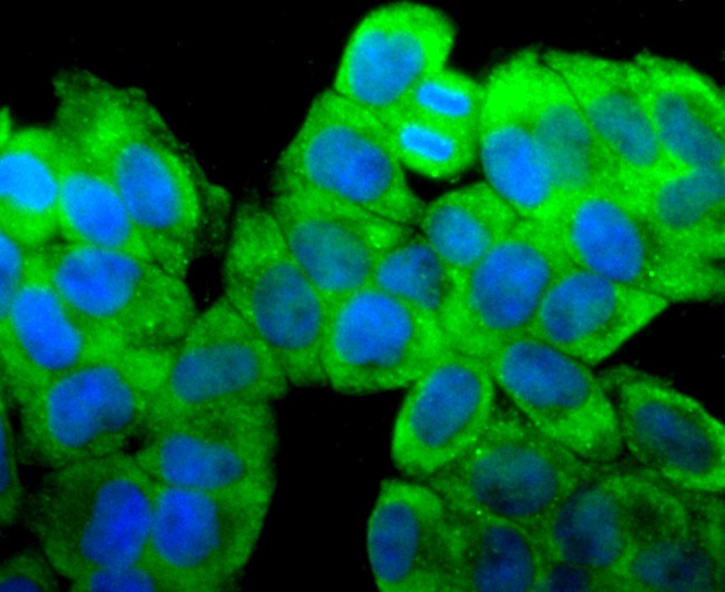 Anti-RPSA Antibody (6W769)