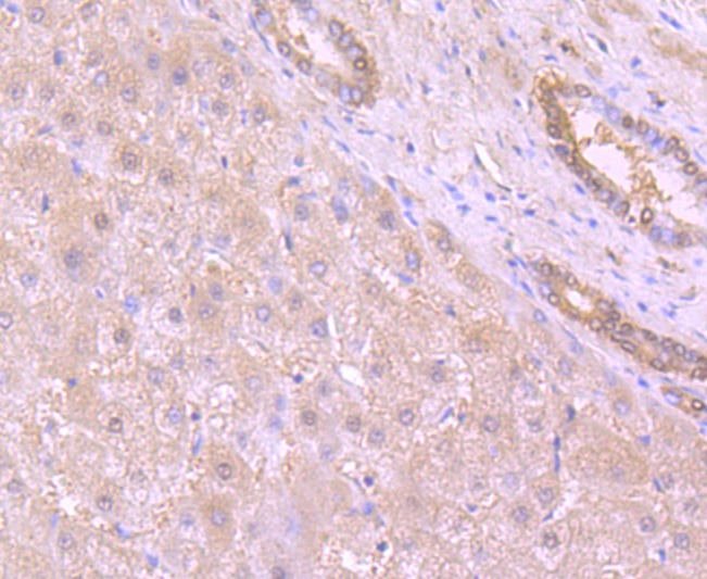 Anti-53BP1 Antibody (3K586)