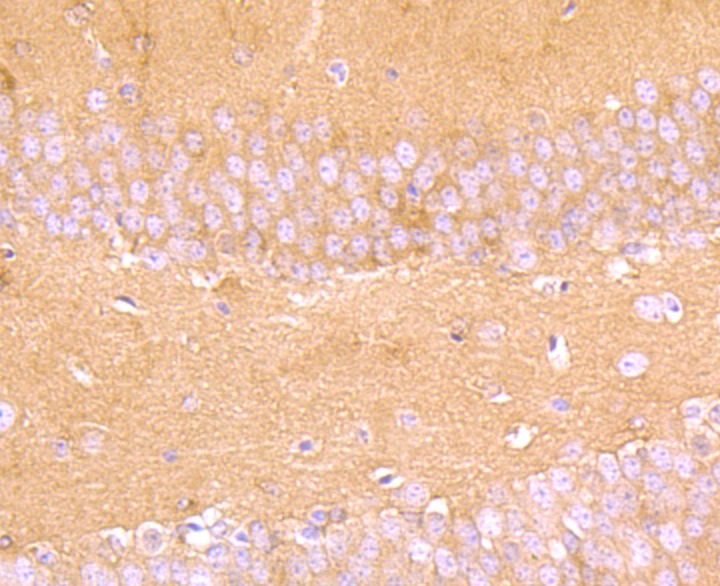 Anti-ALDOA Antibody (1Q763)