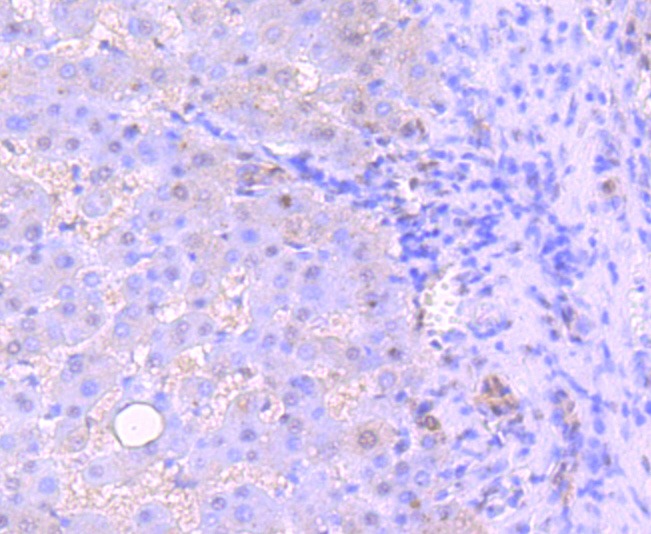 Anti-53BP1 Antibody (3K586)