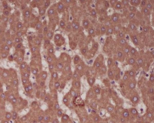 Anti-Alkaline Phosphatase/ALPL Antibody (3F463)