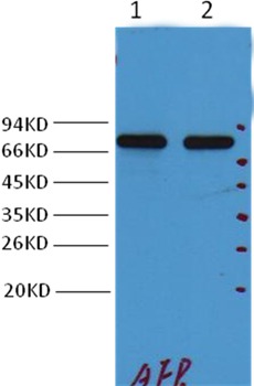 Anti-AFP Antibody (7O267)