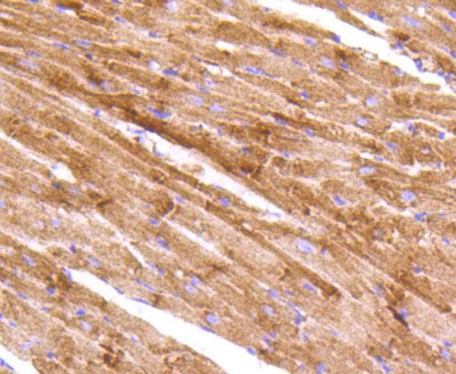 Anti-AIF Antibody (9K13)