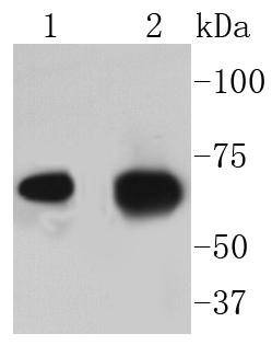Anti-AIF Antibody (9K13)