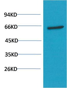 Anti-AKT1 Antibody (9R109)