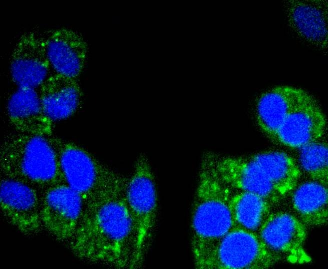Anti-AIF Antibody (9K13)